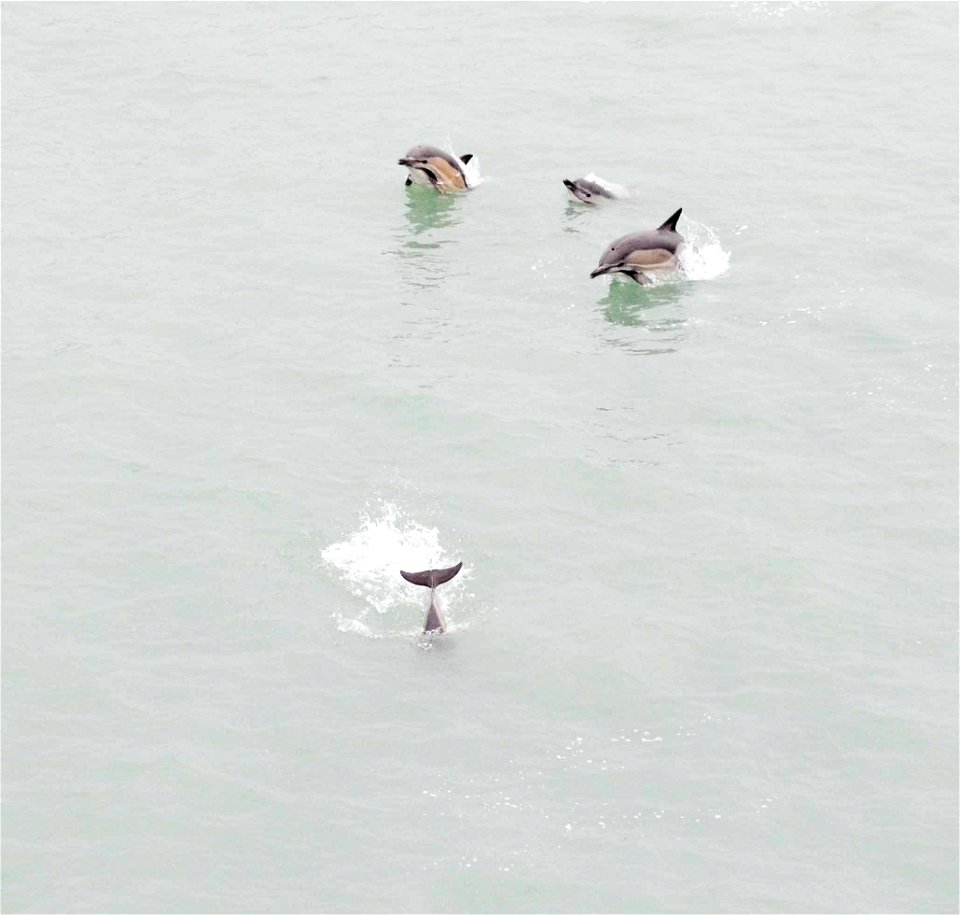 Dolphins swim beside a ferry outside the port of Batumi, Georgia, May 5, 2015. The ferry was transporting Soldiers, assigned to Company A, 2nd Battalion, 7th Infantry Regiment, 1st Armored Brigade Com