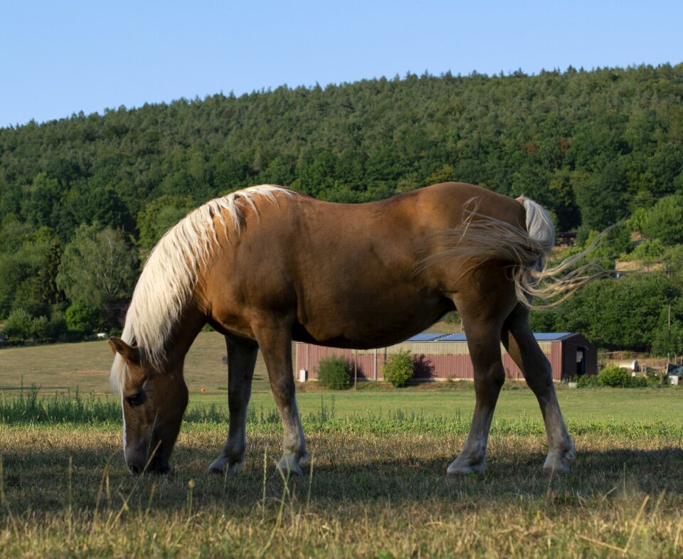 Landscape mare summer