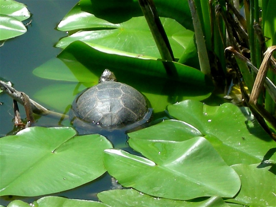 Debrecen

Nagyerdő (Greatwood) City Park, the first Nature Reserve in Hungary