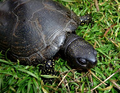 European pond terrapin (also European pond turtle or European pond tortoise). Photo taken in wild. Ukraine. photo