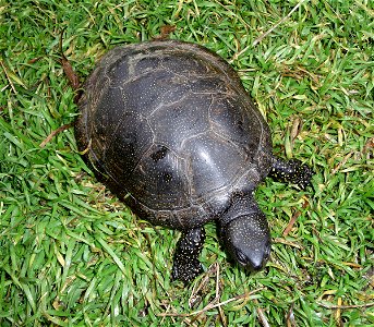 European pond terrapin (also European pond turtle or European pond tortoise). Photo taken in wild. Ukraine. photo