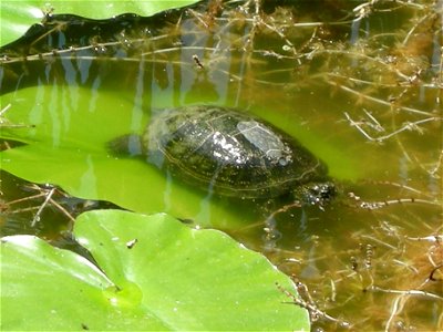 Debrecen

Nagyerdő (Greatwood) City Park, the first Nature Reserve in Hungary