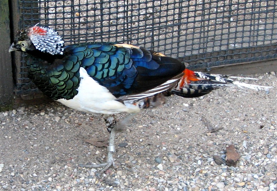 Lady Amhersts Pheasant (Chrysolophus amherstiae)