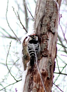 Lesser Spotted Woodpecker (Dendrocopos minor) in Virransaari island in Oulu.