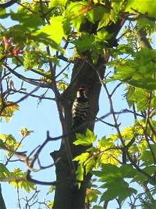 Green Woodpecker in a tre of the cemetery of Belleville, Paris 20th arr.