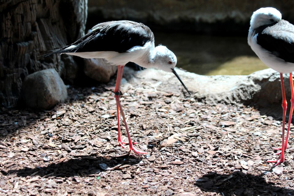 Feathered race living nature kulik