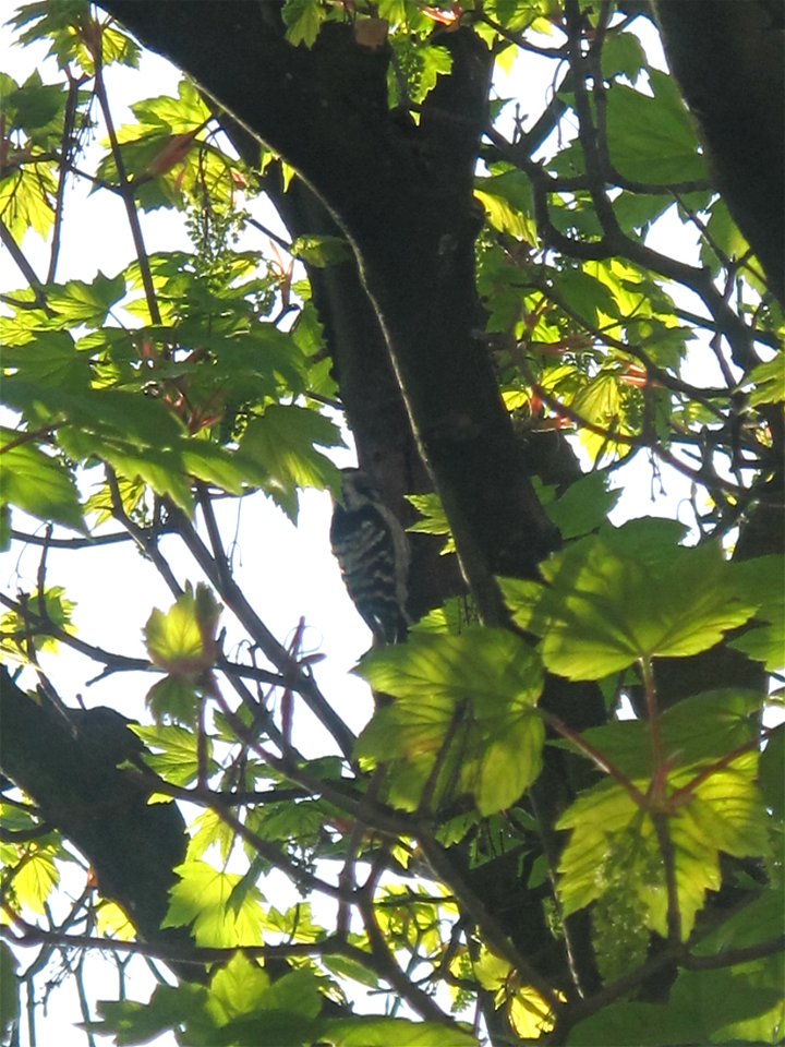 Green Woodpecker in a tre of the cemetery of Belleville, Paris 20th arr.