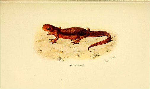 Animaux venimeux et venins: la fonction venimeuse chez tous les animaux; les appareils venimeux; les venins et leurs propriétés; les fonctions et usages des venins; l'énvenimation et son traitement. 5