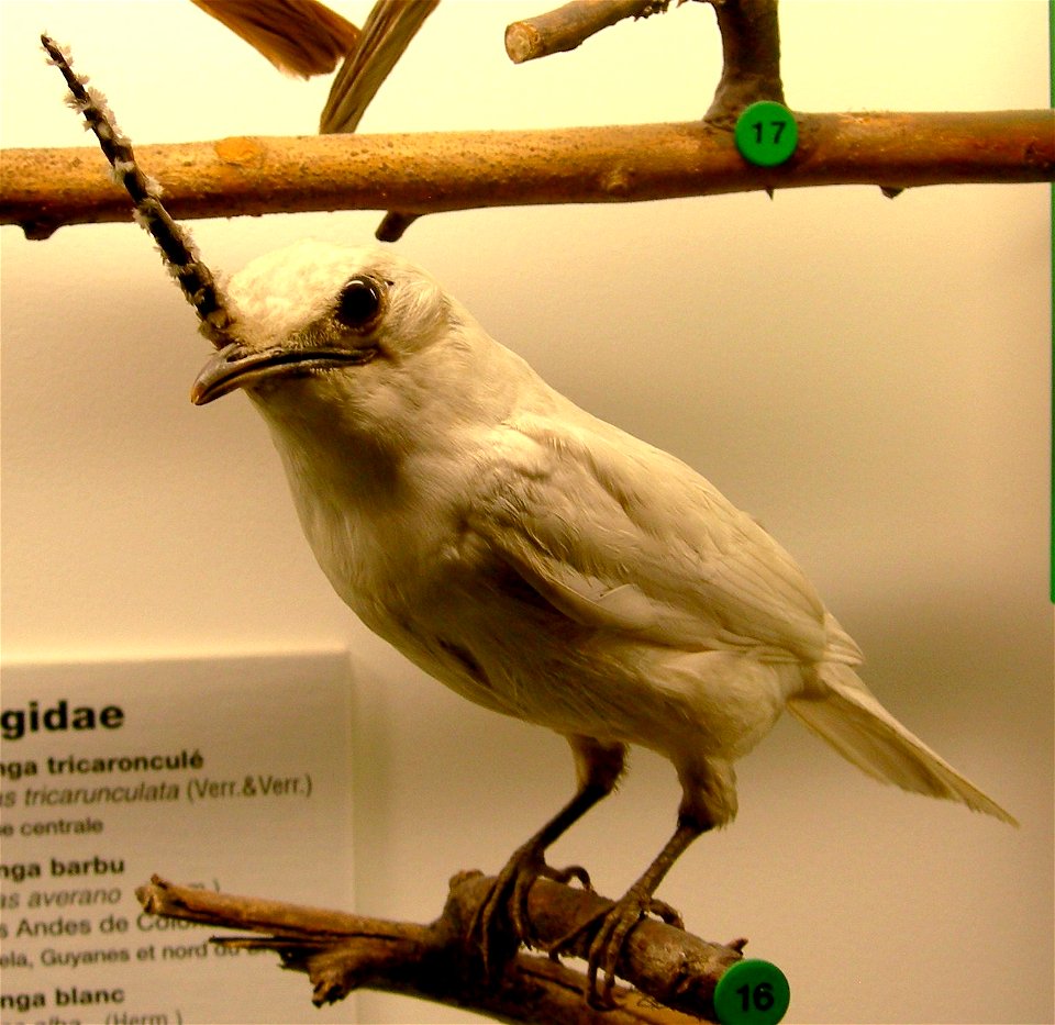 Mounted White Bellbird (Procnias albus), at the Muséum d'Histoire naturelle de Genève.