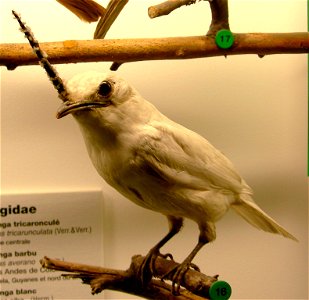Mounted White Bellbird (Procnias albus), at the Muséum d'Histoire naturelle de Genève.