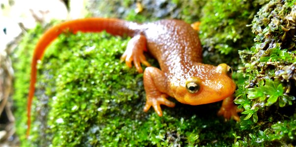 Taricha torosa. If you come across this species of newt, be sure not to handle it! Its skin secretes a potent toxin that, while not deadly unless ingested, will leave a rash on your skin. photo
