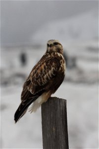 A rough-legged hawk keeps an eye on its surroundings from a post on the National Elk Refuge.

Credit: USFWS / Ann Hough, National Elk Refuge volunteer