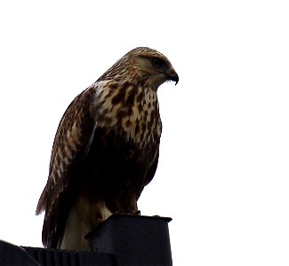 This hawk was spotted outside of the Flathead National Forest offices in Kalispell. A hawk of the North, the Rough-legged Hawk breeds in Arctic tundra and taiga regions around the northern hemisphere photo