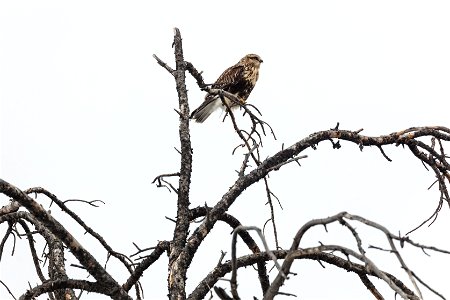 Rough-legged hawk - Buteo lagopus