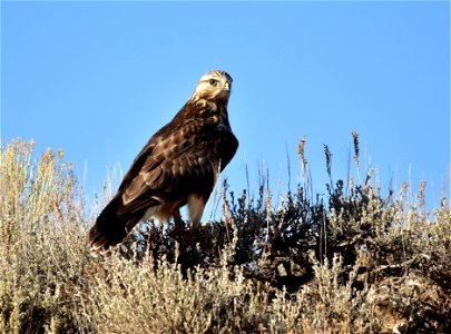 A rough-legged hawk perches on Wyoming big sagebrush at Seedskadee NWR. Photo: Tom Koerner/USFWS photo