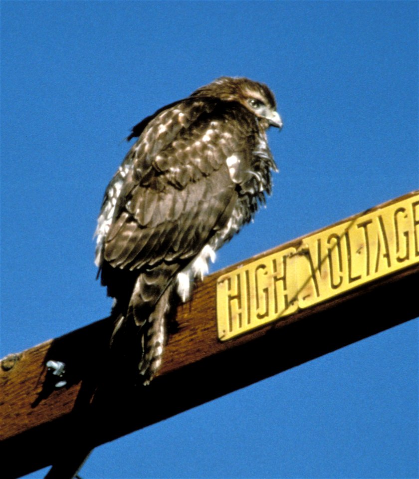 Rough-legged Hawk Buteo lagopus sanctijohannis, Bosque del Apache NWR, New Mexico, USA