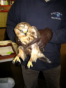 This rough-legged hawk was injured. After resting for a few hours, the hawk recovered and was released. Photo Credit: Colette Guariglia/USFWS photo