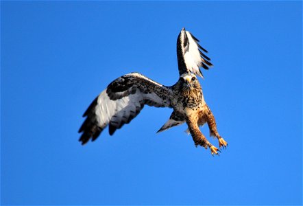 Cool Facts About Rough-Legged Hawks The name "Rough-legged" hawk refers to the feathered legs. The rough-legged hawk, the ferruginous hawk, and the golden eagle are the only American raptors to have l photo