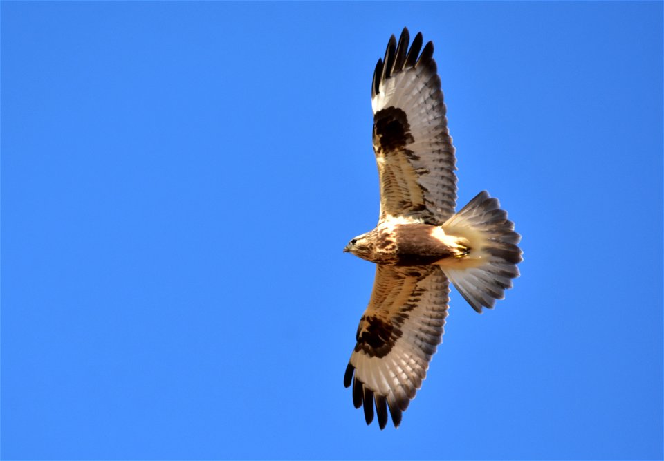 The distinctive plumage of a soaring rough-legged hawk over Seedskadee NWR. They are one of the few Buteos that will routinely hover in place while hunting. Photo: Tom Koerner/USFWS photo