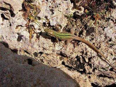 Italian wall Lizard (Podarcis sicula), taken on the Island of Sicily at Temple E in Selinunte.