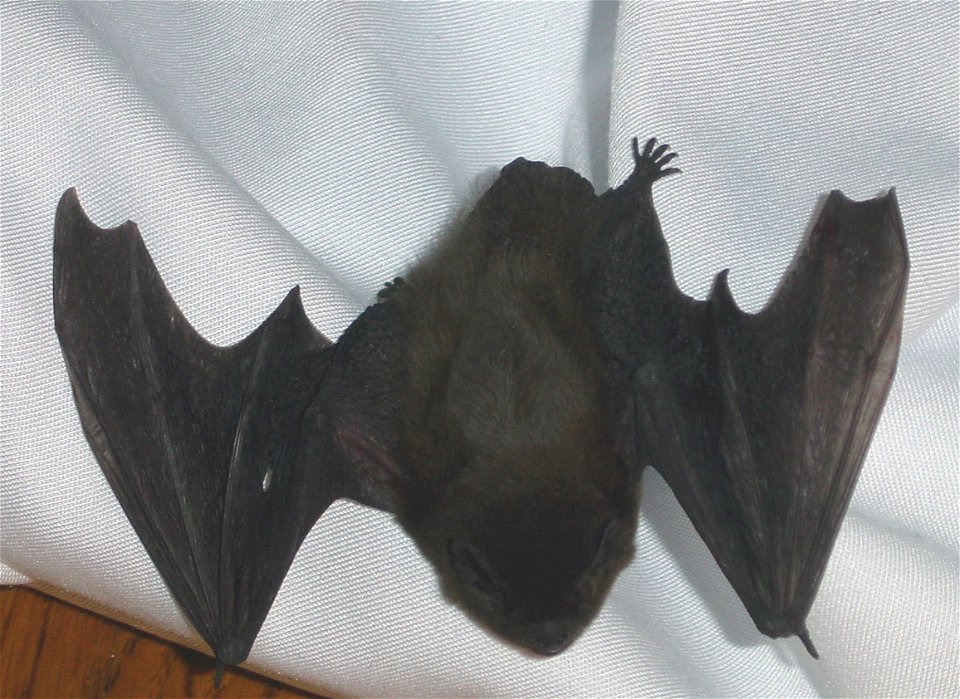 Chiroptera, espèce Pipistrellus pipistrellus provenant d'europe (France).