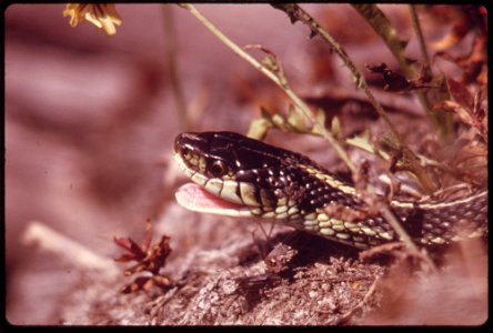 ONE GARTER SNAKE LIVING WITHIN A COLONY OF GARTER SNAKES WHO MADE THEIR HOME IN A DESERTED BEAVER HOUSE AT TIN MINE LAKE IN KITSAP COUNTY, WASHINGTON. NEAR SEATTLE photo