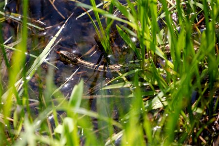 Wandering garter snake (Thamnophis elegans vagrans) photo