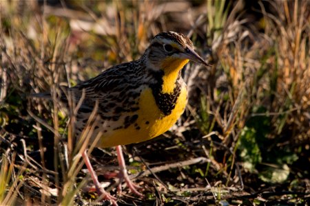 Western Meadowlark You are free to use this image with the following photo credit: Peter Pearsall/U.S. Fish and Wildlife Service photo