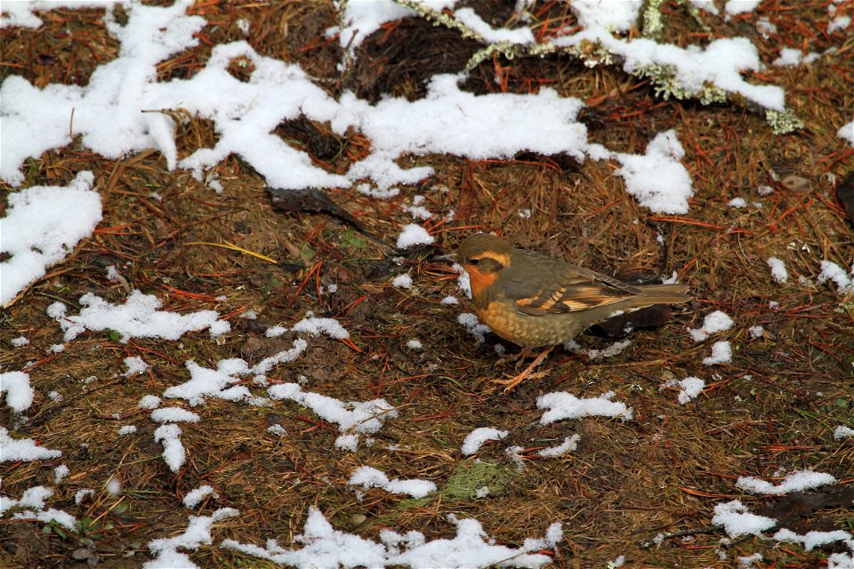 A female Varied Thrush (Ixoreus naevius). Photo: David Restivo, NPS
