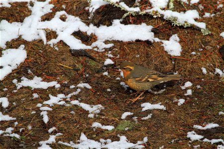 A female Varied Thrush (Ixoreus naevius). Photo: David Restivo, NPS photo