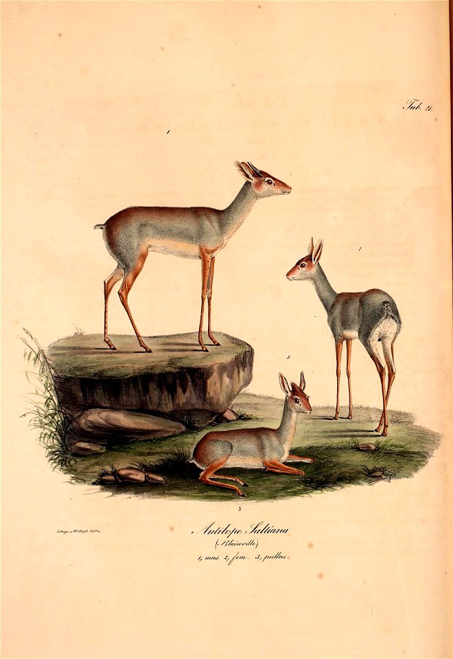 Atlas zu der Reise im nördlichen Afrika /