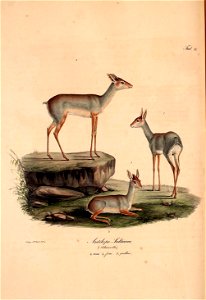 Atlas zu der Reise im nördlichen Afrika /
