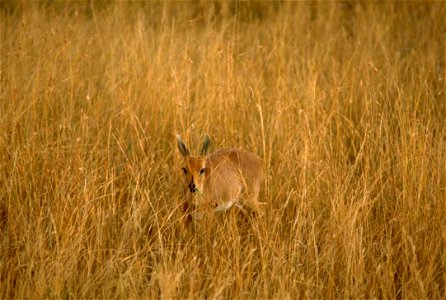 Image title: Oribi African mammal animal ourebia ourebi Image from Public domain images website, http://www.public-domain-image.com/full-image/fauna-animals-public-domain-images-pictures/antelope-pict photo