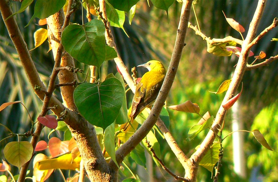 Indian Golden Oriole Oriolus kundoo