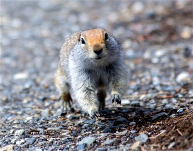 Running Squirrel photo