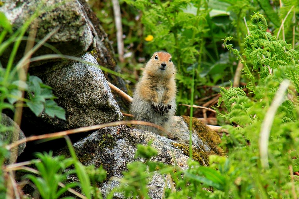 Arctic ground squirrel by Matt Henschen/USFWS.
