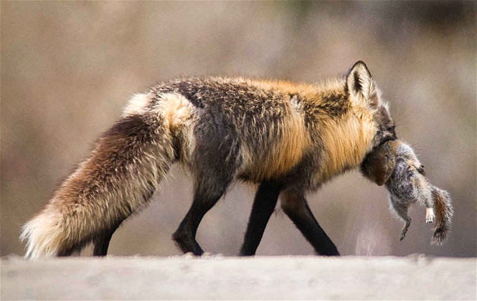 Fox carrying prey