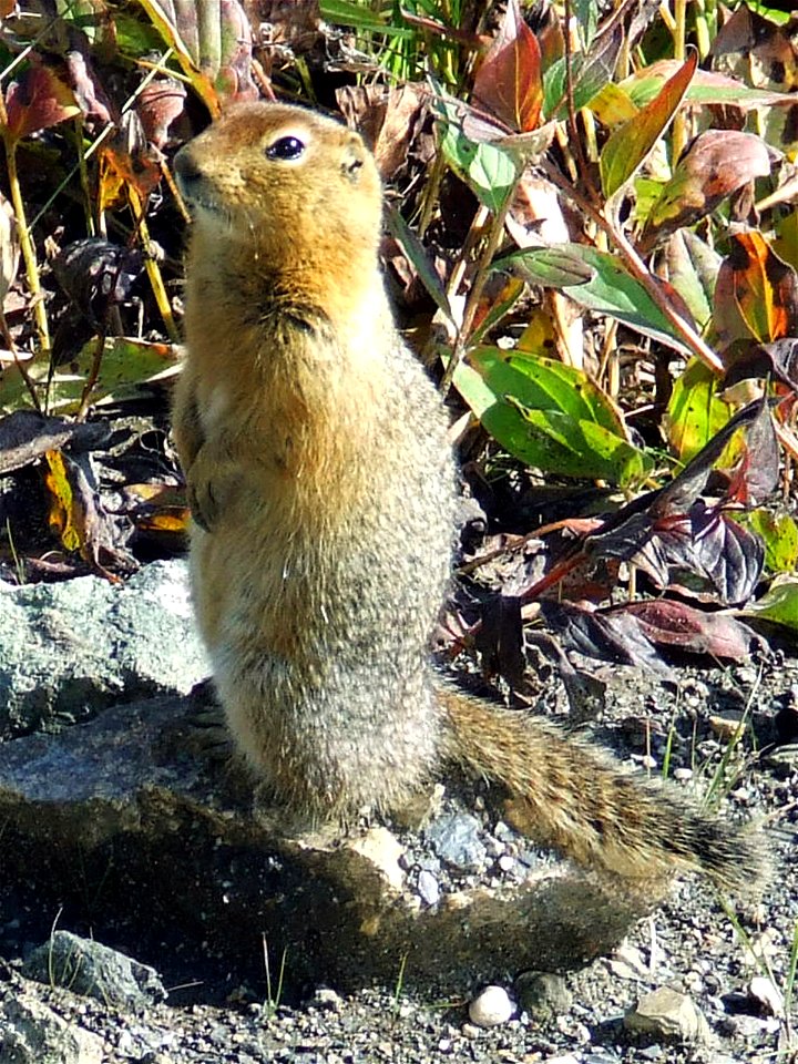 Marmot in Alaksa, Denali