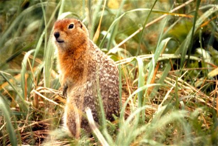 Американский суслик (Spermophilus parryii).