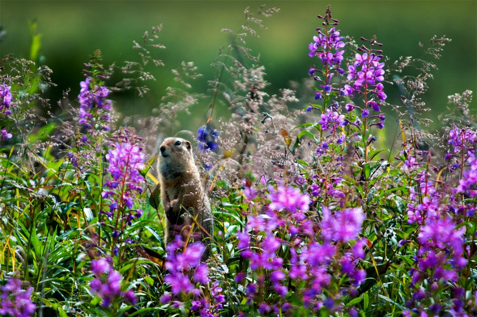 Denali National Park and Preserve