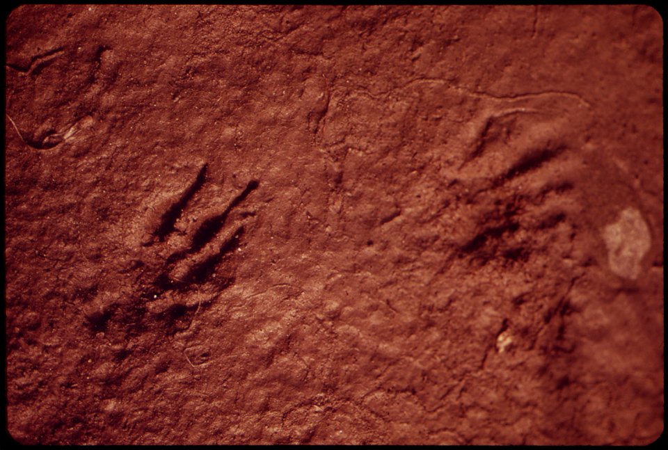 PARKA SQUIRREL TRACKS ALONG THE WEST BANK OF THE SAG. THE ESKIMOS MAKE THEIR WARMEST WINTER PARKAS FROM THE PELTS OF THE PARKA SQUIRREL