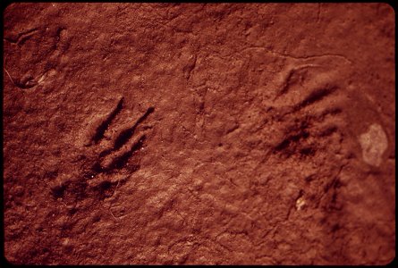 PARKA SQUIRREL TRACKS ALONG THE WEST BANK OF THE SAG. THE ESKIMOS MAKE THEIR WARMEST WINTER PARKAS FROM THE PELTS OF THE PARKA SQUIRREL
