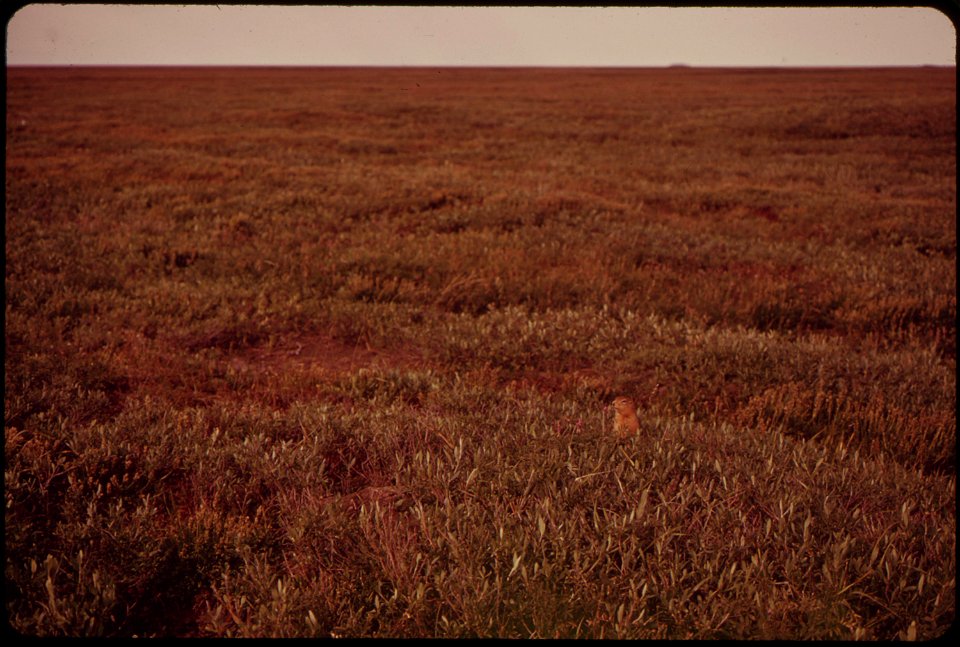 A PARKA SQUIRREL IN THE TUNDRA photo