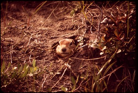 EMERGING FROM HIS HOLE, THE PARKA SQUIRREL TAKES A LOOK AROUND FOR PREDATORS--ANYTHING BIGGER THAN ITSELF photo