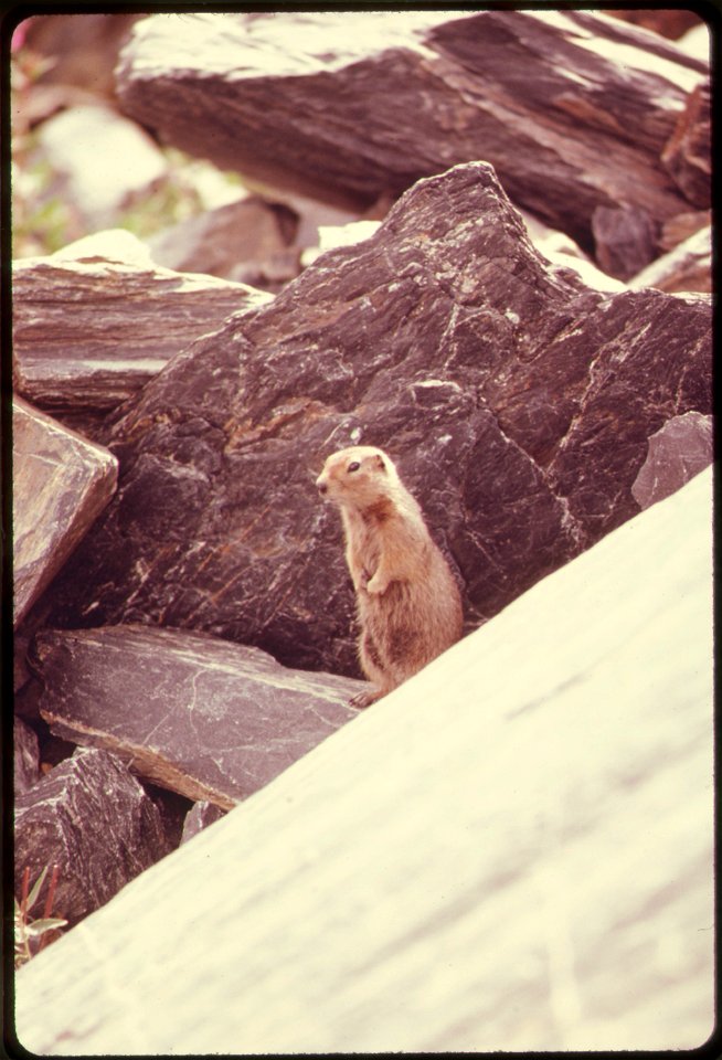 THIS PARKA SQUIRREL MAKES HIS HOME AMONG THE BOULDERS AT THE FOOT OF WORTHINGTON GLACIER. MILE 757, NEAR THE ALASKA PIPELINE ROUTE
