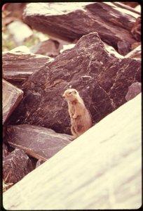 THIS PARKA SQUIRREL MAKES HIS HOME AMONG THE BOULDERS AT THE FOOT OF WORTHINGTON GLACIER. MILE 757, NEAR THE ALASKA PIPELINE ROUTE photo
