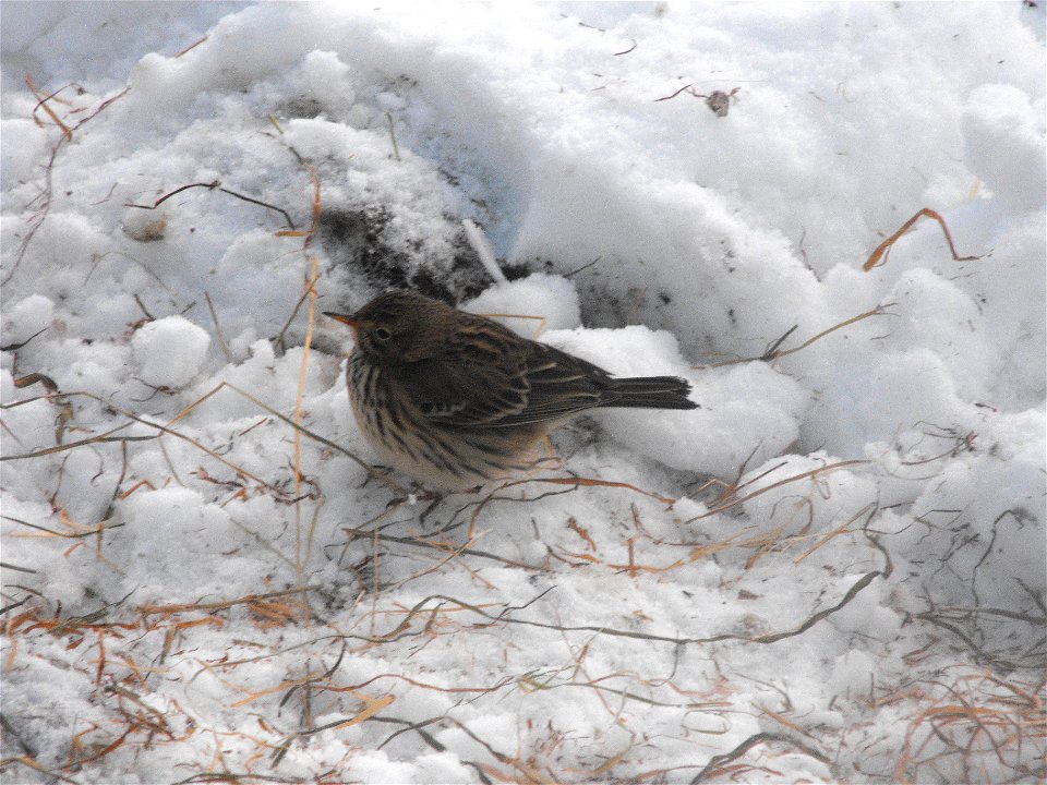 Meadow Pipit Anthus pratensis in Downiesburn Park, Newmilns.