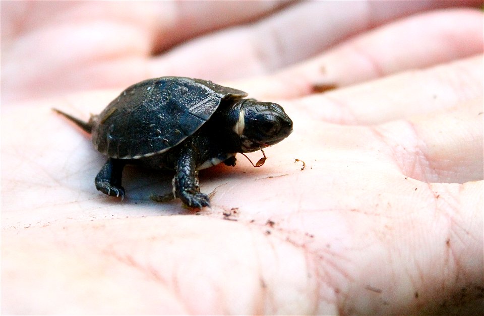 A baby bog turtle in a palm