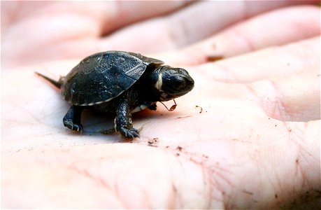 A baby bog turtle in a palm