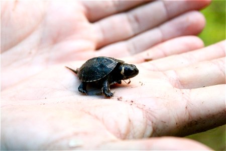 A baby bog turtle (Glyptemys muhlenbergii) in a palm photo